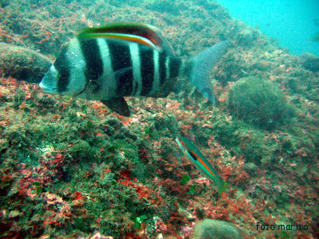 Diplodus cervinus (Sarago faraone)